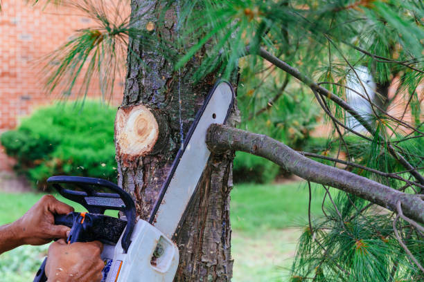 Trusted Mcclure, PA Tree Removal and Landscaping Services Experts